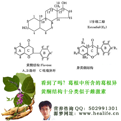 葛根异黄酮的空间结构十分类似于雌激素