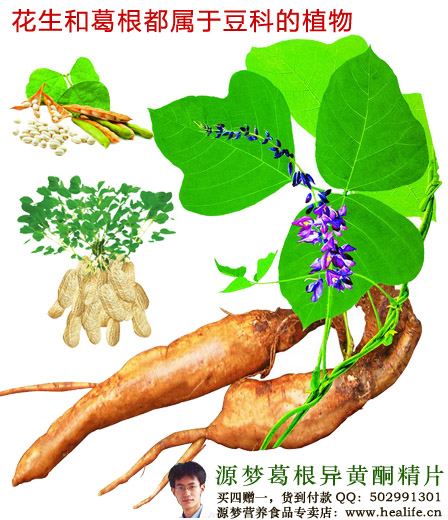 源梦葛根异黄酮精片