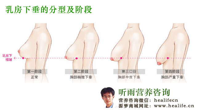乳房的生理构造