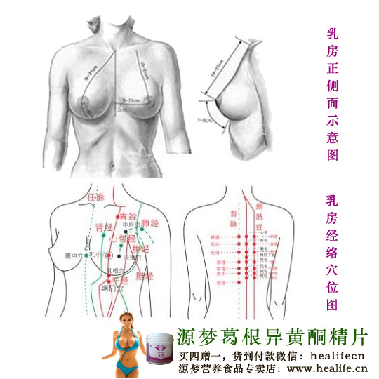 女性乳房经络穴位图