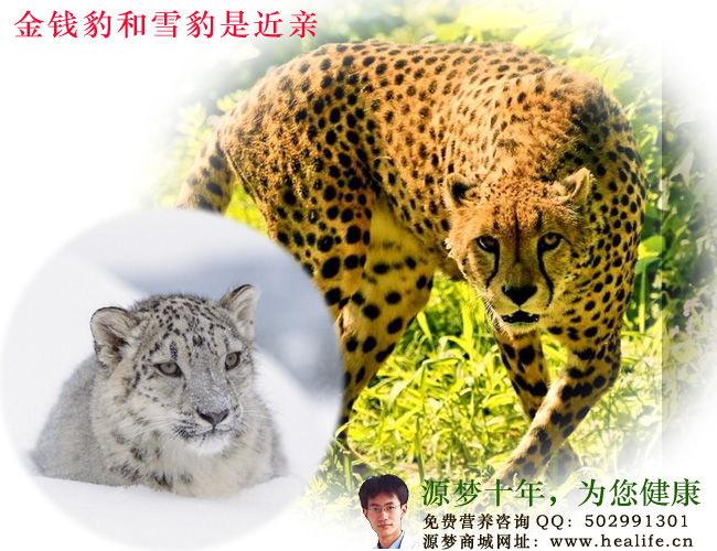 金钱豹和雪豹是近亲