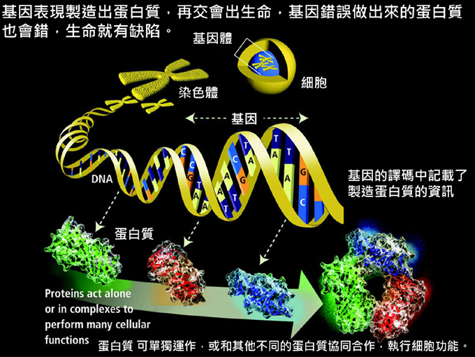 基因表现制造出蛋白质