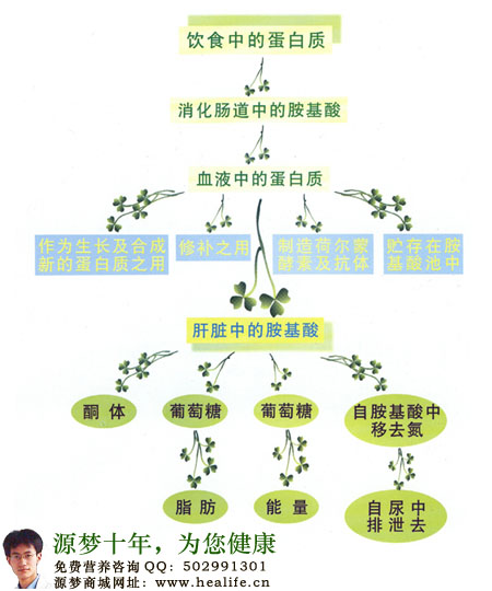 饮食中的蛋白质