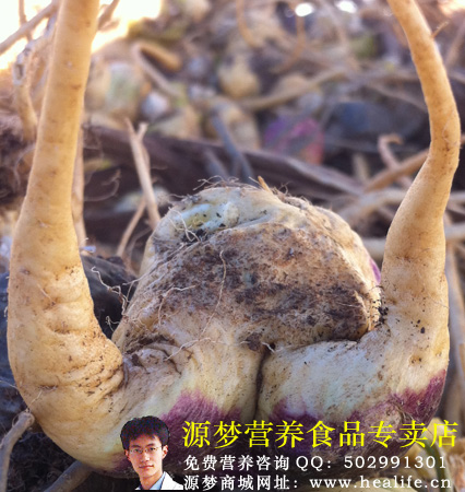 日本原装的进口玛咖好不好