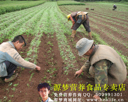 玛咖这么好为什么市场上买不到