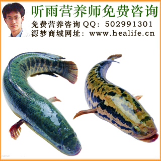 黑鱼的营养价值和黑鱼的功效与作用