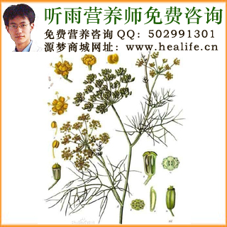 茴香的营养价值和茴香的功效与作用