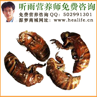 金蝉的营养价值和金蝉的功效与作用