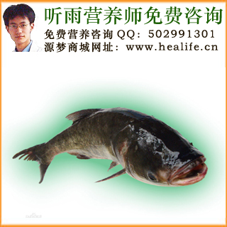 鲢鱼的营养价值和鲢鱼的功效与作用