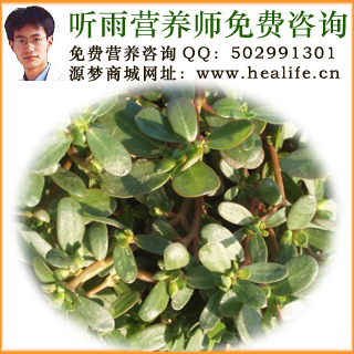 马齿苋的营养价值和马齿苋的功效与作用
