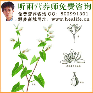 荞麦的营养价值和荞麦的功效与作用