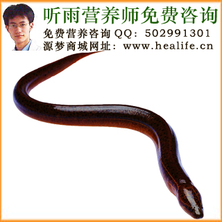 鳝鱼的营养价值和鳝鱼的功效与作用
