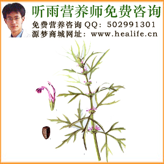 益母草的营养价值和益母草的功效与作用