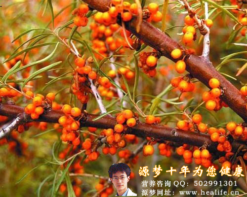 沙棘果的个头很小,而种籽却很大,并且吃的时候要小心上面有刺