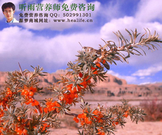 沙漠中的沙棘树