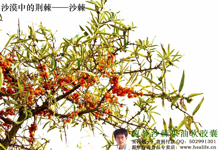 沙漠中的荆棘——沙棘
