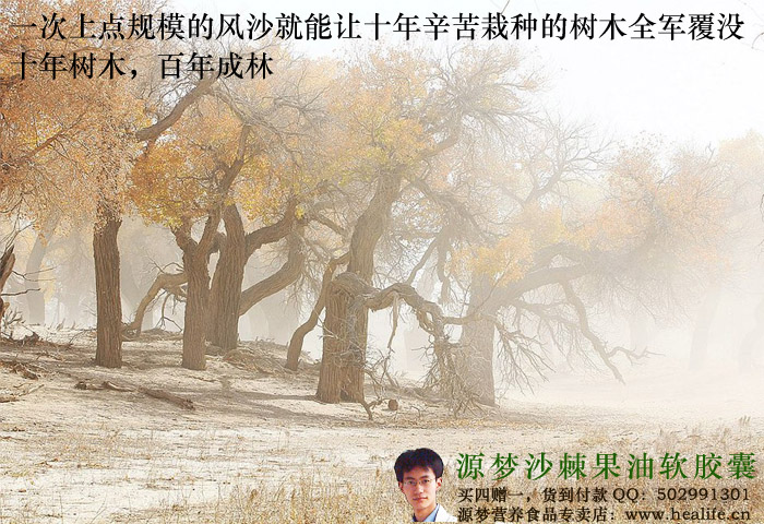 一次上点规模的风沙就能让十年辛苦栽种的树木全军覆没