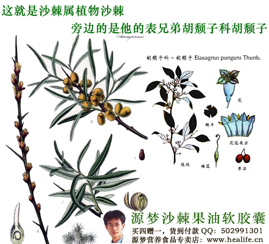 沙棘属植物沙棘及胡颓子科植物胡颓子
