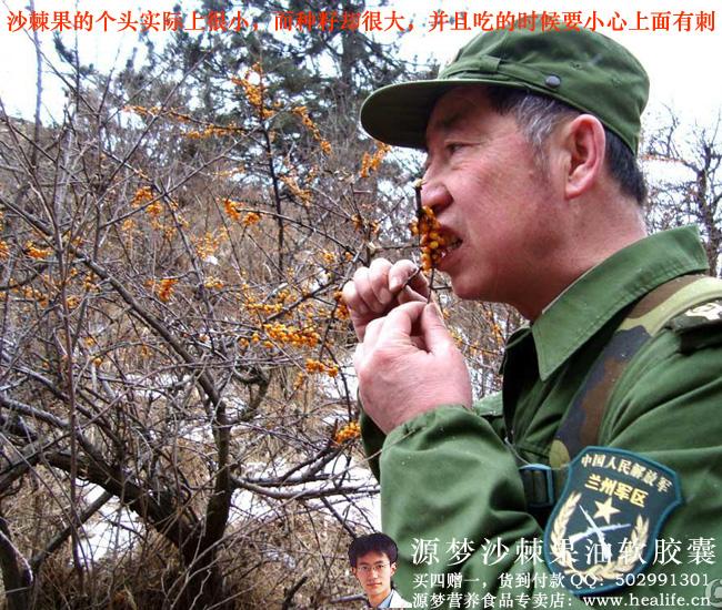 沙棘果的个头很小,而种籽却很大,并且吃的时候要小心上面有刺