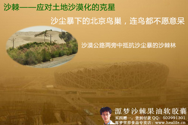沙棘-应对土地沙漠化的克星