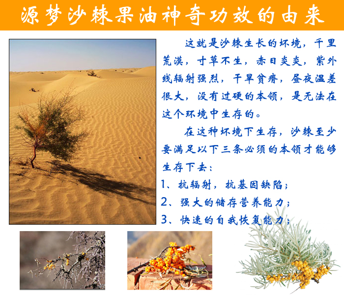 沙棘果油神奇功效的来源