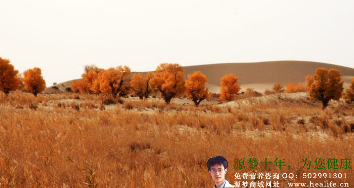 沙漠中的沙棘树