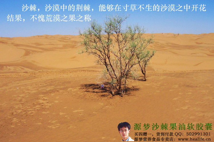 沙棘,沙漠中的荆棘