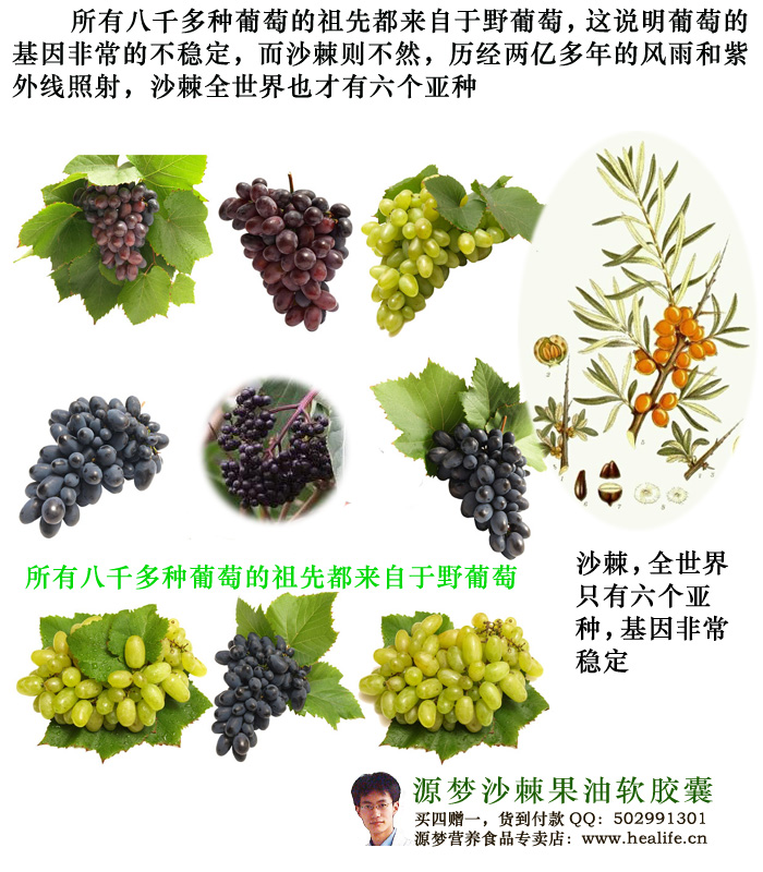 沙棘籽具有非常强大的抗基因损伤能力,所以沙棘的种群很稳定