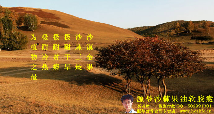 沙漠金果沙棘三最极耐干旱,极耐贫瘠,极耐冷热,为植物之最