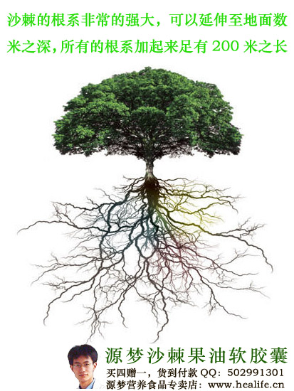 沙棘的根系非常的强大